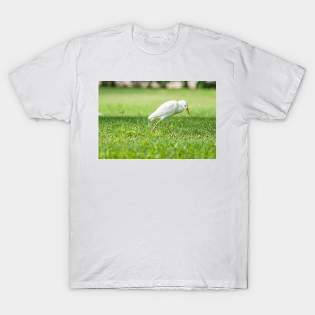 Cattle Egret 8 T-Shirt by KensLensDesigns